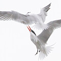 Royal Terns Aerial Dance by Chris Scroggins