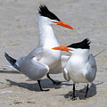 Royal Tern couple #1 by Photobuphs Nature Photography