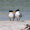 Royal Tern couple #2 by Photobuphs Nature Photography