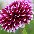 Ruby Dahlia Photograph by Mary Anne Delgado Ruby Dahlia Photograph by Mary Anne Delgado