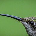 Ruby Throated Closeup by Brian Shoemaker