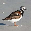 Ruddy Turnstone Photograph by Mingming Jiang Ruddy Turnstone Photograph by Mingming Jiang