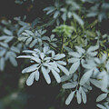 Rue by Lupen Grainne