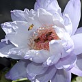 Ruffled Water Lily Photograph by Mingming Jiang Ruffled Water Lily Photograph by Mingming Jiang