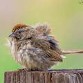 Rufous-crowned Sparrow #2 by Joe Fisher