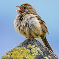 Rufous-crowned Sparrow by Joe Fisher