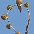 Rufous Hummingbird in California Bird Sanctuary Photograph by Natural Focal Point Photography Rufous Hummingbird in California Bird Sanctuary Photograph by Natural Focal Point Photography