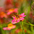 Rum Punch Plant Coreopsis Whispers by Joy Watson