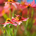 Rum Punch Plant Summer  by Joy Watson