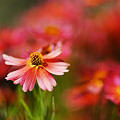 Rum Punch Plant Warmth Coreopsis by Joy Watson