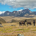 Ruminahui volcano and wild horses by Henri Leduc