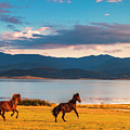 Running Horses by Evgeni Dinev