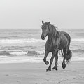 Horse Running on the Beach Photograph by JBK Photo Art