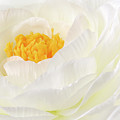Rununculus Buttercup white flower macro Photograph by Severija Kirilovaite Rununculus Buttercup white flower macro Photograph by Severija Kirilovaite