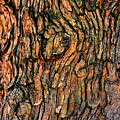 Rustic Bark by Jay Heifetz