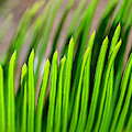 Sago Palm Photograph by WAZgriffin Digital Sago Palm Photograph by WAZgriffin Digital