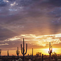 Saguaro cacti, Canegiea gigantea, in desert at sunset, Sonoran Desert, Arizona, USA Photograph by Panoramic Images