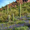Saguaro Cactus and Lupine near Picacho Peak by Dave Dilli