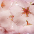 Sakura Photograph by Susan Rissi Tregoning Sakura Photograph by Susan Rissi Tregoning