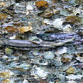 Salmon 13A Photograph by Sally Fuller