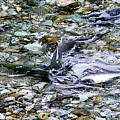 Salmon 2A Photograph by Sally Fuller