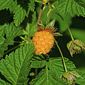Salmon Berry by Tikvah's Hope