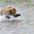 Salmon in Sight Photograph by Cheryl Strahl Salmon in Sight Photograph by Cheryl Strahl