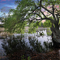 Salt Marsh - Sunset - Live Oak Tree Photograph by Dale Powell Salt Marsh - Sunset - Live Oak Tree Photograph by Dale Powell