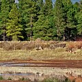 San Francisco Peaks Reflected in a Pond Right Center Panel by Jeff Goulden