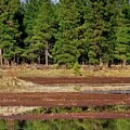 San Francisco Peaks Reflected in a Pond Right Panel by Jeff Goulden