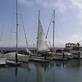 San Francisco Sail Boats Photograph by Heather E Harman San Francisco Sail Boats Photograph by Heather E Harman