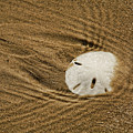 Sand Dollar in the Surf Digital Art by Brad Barton Sand Dollar in the Surf Digital Art by Brad Barton