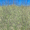 Sand Dunes At Tybee by Island Hoppers Art