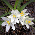 Sand Lilies Photograph by Bob Falcone Sand Lilies Photograph by Bob Falcone