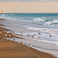 Sandbridge Beach Sandpipers Photograph by Rachel Morrison