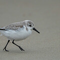 Sanderling 42025 by Paul Freidlund