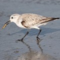 Sanderling Photograph by Mingming Jiang Sanderling Photograph by Mingming Jiang