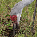 Sandhill Crane Photograph by Carolyn Hutchins Sandhill Crane Photograph by Carolyn Hutchins