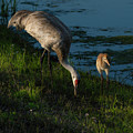 Sandhill Crane Photograph by Larry Marshall Sandhill Crane Photograph by Larry Marshall