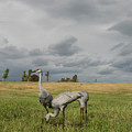 Sandhill Cranes Photograph by Carolyn Hutchins Sandhill Cranes Photograph by Carolyn Hutchins