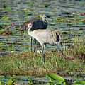 Sandhill Cranes Guarding Their Eggs Photograph by Aimee L Maher ALM GALLERY Sandhill Cranes Guarding Their Eggs Photograph by Aimee L Maher ALM GALLERY