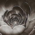 Santa Barbara Succulent#10 Photograph by Jennifer Wright Santa Barbara Succulent#10 Photograph by Jennifer Wright