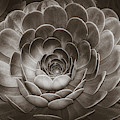 Santa Barbara Succulent#17 Photograph by Jennifer Wright Santa Barbara Succulent#17 Photograph by Jennifer Wright