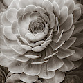 Santa Barbara Succulent#20 Photograph by Jennifer Wright Santa Barbara Succulent#20 Photograph by Jennifer Wright