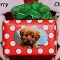 Santa Brings A Puppy Photograph by Nancy Ayanna Wyatt Santa Brings A Puppy Photograph by Nancy Ayanna Wyatt