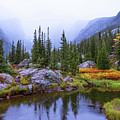 Saturated Forest Photograph by Chad Dutson Saturated Forest Photograph by Chad Dutson