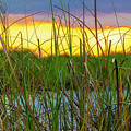 Sawgrass Sunset Photograph by Blair Damson Sawgrass Sunset Photograph by Blair Damson