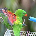 Scaly breasted lorikeet 57 Digital Art by Kevin Chippindall Scaly breasted lorikeet 57 Digital Art by Kevin Chippindall