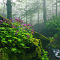 Scent of Spring Photograph by Evgeni Dinev Scent of Spring Photograph by Evgeni Dinev