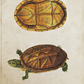Scorpion mud turtle by Aged Pixel
